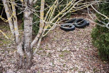 old car tires discarded in nature among the conifers in the foreground cherry tree.