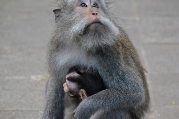 Fototapeta premium hug