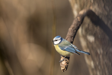 Blue Tit, Parus caeruleus, sits on a branch in the spring forest in Norway