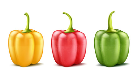 Vector set of three realistic bell peppers or bulgarian, red, green and yellow isolated on background. Whole pod of sweet pepper, vegetable for cooking and eating, organic food for vegetarians