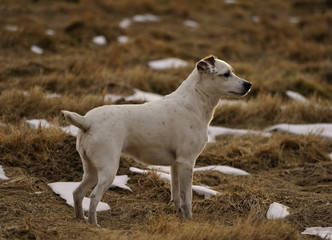 Jack Russel terier