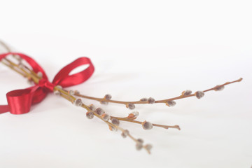 Pussy willow twigs tied up with red ribbon. Washed-out picture