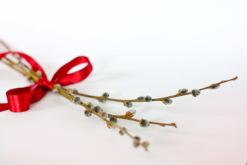 Pussy willow twigs tied up with red ribbon