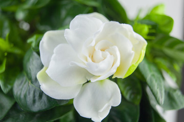 beautiful white flower gardenia on  green background