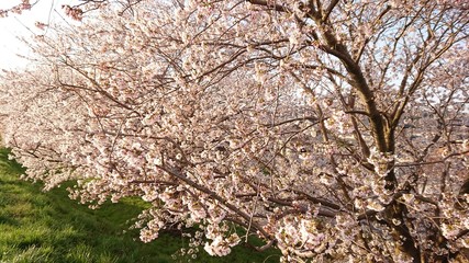 満開の桜