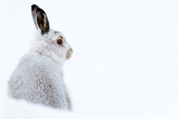 Mountain hare portrait (Lepus timidus) in winter snow, Scottish Highlands, Scotland