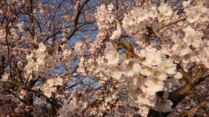 満開の桜