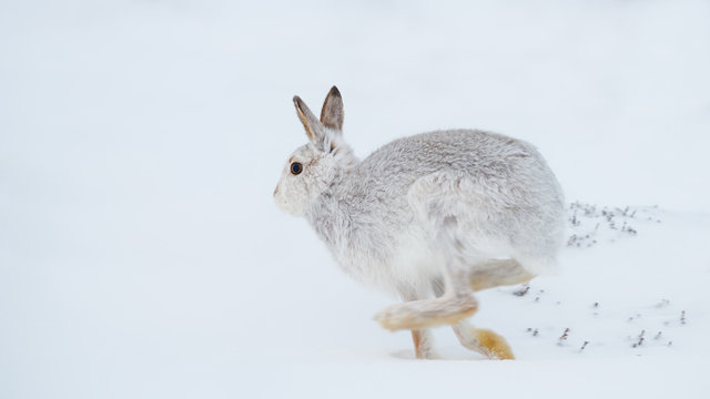 Mountain hare running (Lepus timidus) in winter snow, Scottish Highlands, Scotland