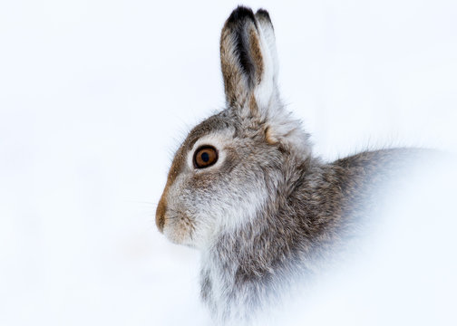 Mountain hare (Lepus timidus) in winter snow, Scottish Highlands, Scotland