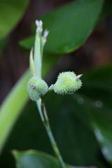 Indisches Blumenrohr (Canna indica)