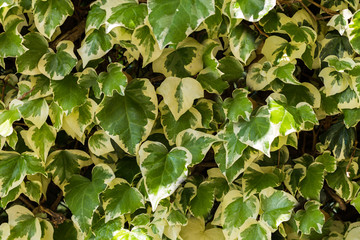 Ivy colored leaves - natural background, texture