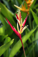 Helikonie Heliconia psittacorum 'Lady Di'