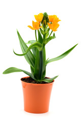 Star-of-Bethlehem flower (Ornithogalum dubium) on white isolated background