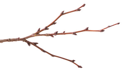 part of dry branch of apricot tree on white background
