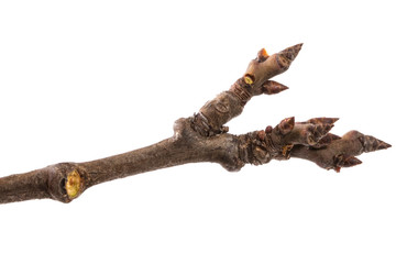 part of a dry twig isolated on white isolated background