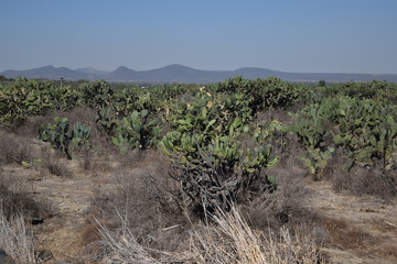 Plot full of nopal bushes, with the mountains in the background