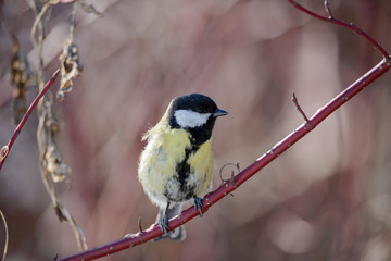 Fototapeta premium Small bird tomtit sits on branch