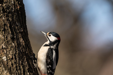 Great spotted woodpecker, Dendrocopos major, male bird sitting on a tree trunk in spring