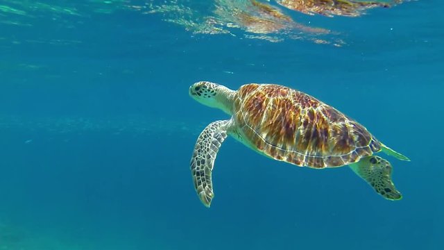 Big Sea Turtle Swimming with School of Fish 
