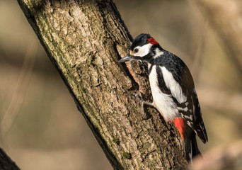 Great spotted woodpecker, Dendrocopos major, male bird sitting on a tree trunk in spring