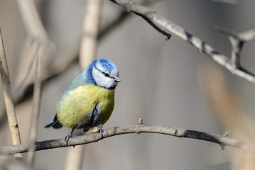 Obraz premium Small bird tomtit sits on branch