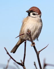 Adult Eurasian tree sparrow or Passer montanus sitting on thin branches against blue sky