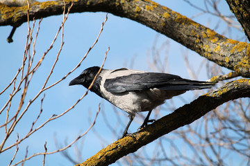Hooded crow (Corvus cornix) sitting on tree branch against blue sky background