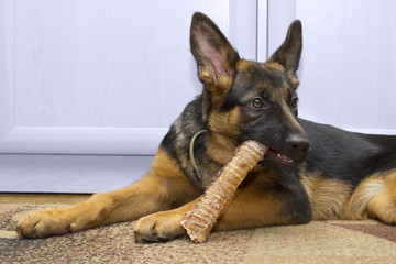 Shepherd dog puppy having a meal