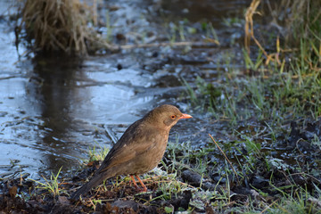 Female blackbird at edge of icy water