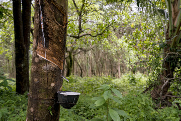 Rubber tapping jungle