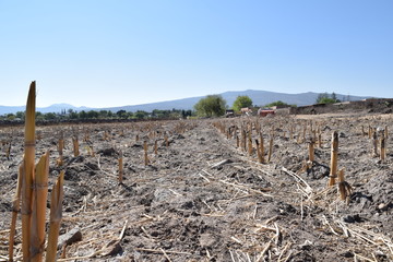 Remains of sowing corn, seeded