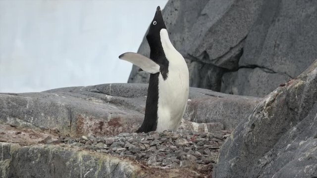 Adelie Penguin on the rock in Antarctica