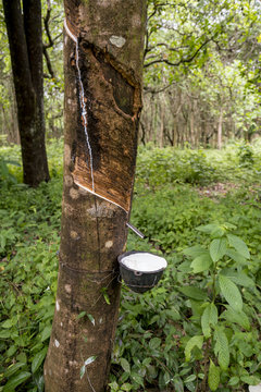 Rubber tapping tree