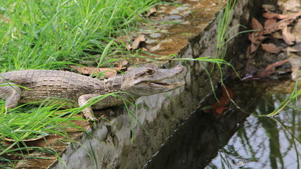 Cocodrile