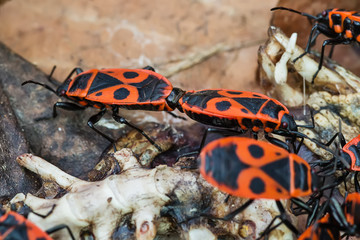 Fire Bug (Pyrrhocoris apterus) 