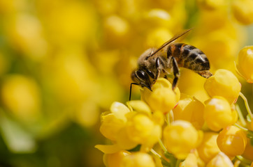 Honey Bee on Yellow Flower, Close Up Macro,spring