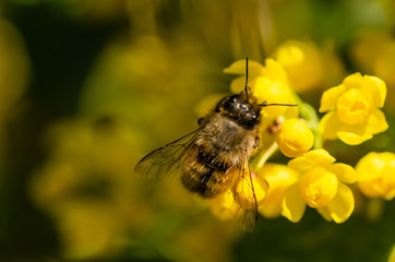 Honey Bee on Yellow Flower, Close Up Macro,spring
