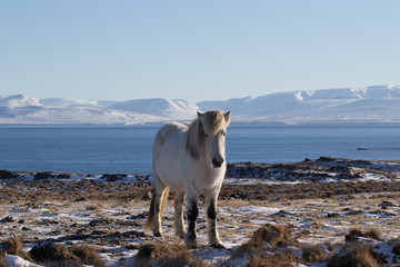 Fototapeta premium iceland horses with snow