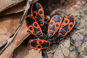 Fire Bug (Pyrrhocoris apterus) 