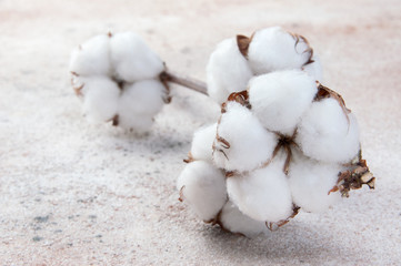 Flowers of cotton on concrete background