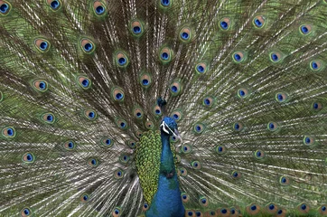 Fotobehang Peacock Feathers Spread © James