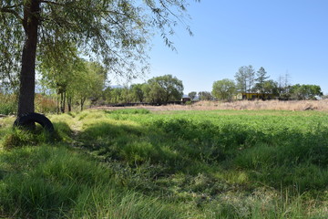 Plot of green alfalfa