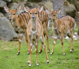 Tragelaphus angasii,Tragelaphus buxtoni