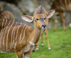 Tragelaphus angasii,Tragelaphus buxtoni