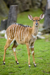 Tragelaphus angasii,Tragelaphus buxtoni