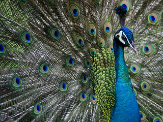 Fototapeta na wymiar Peacock Feathers 