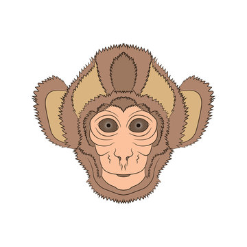 image of the head is monkey. Vector graphics. Hand drawing