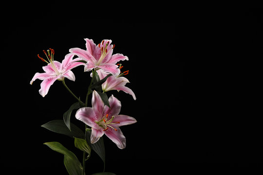 Fototapeta beautiful white pink lilies