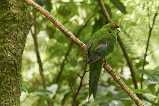 A friendly Red-crowned parakeet in thick bush near Otorohanga, Waikato region, North Island, New Zealand