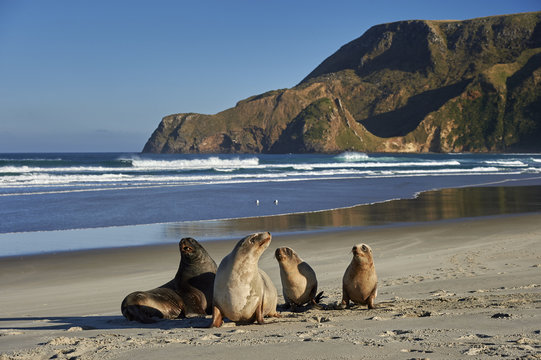 A group of juvenile New Zealand sea lions (Hooker's sea lions) at Allans Beach, Otago Peninsula, Otago, South Island, New Zealand